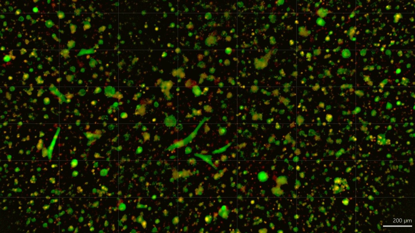 ChristianaCare Launches Organoid Core to Personalize Cancer Treatment