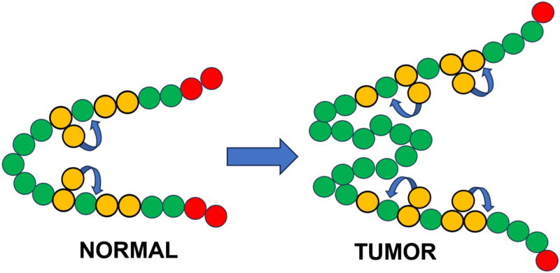 Diagram of normal colon tissue mutating to colon tumor